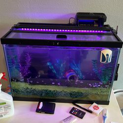 Fish And Fish Tank