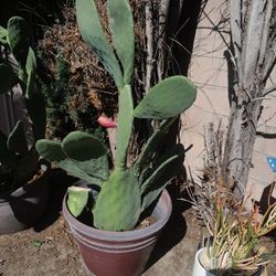 Stunning Large Potted Cactus 4 Foot Tree Amazing