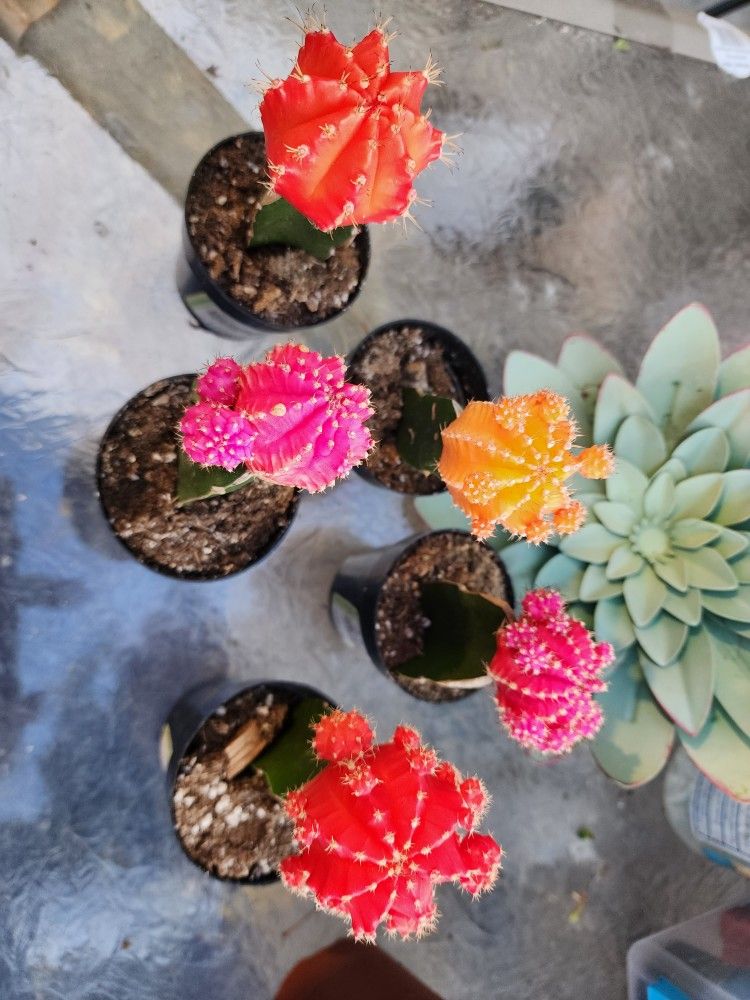 Plant And Succulent Sale. Sunday June 25th From 1pm To 5pm