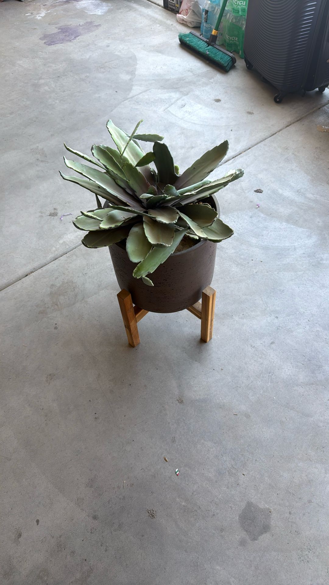 Decorative Plant