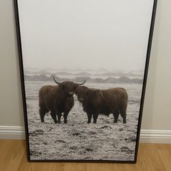 Highland Cow Photo