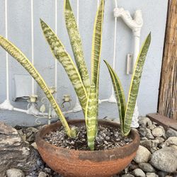 Vintage Pots And Plants