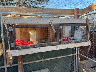 Homemade quail cages
