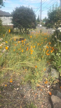 free california poppies