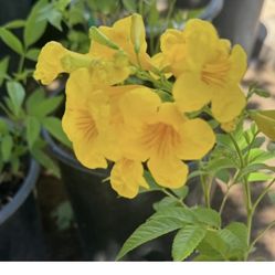 Yellow Bells Trees Or Bushes 5F $45 Each Price Firm