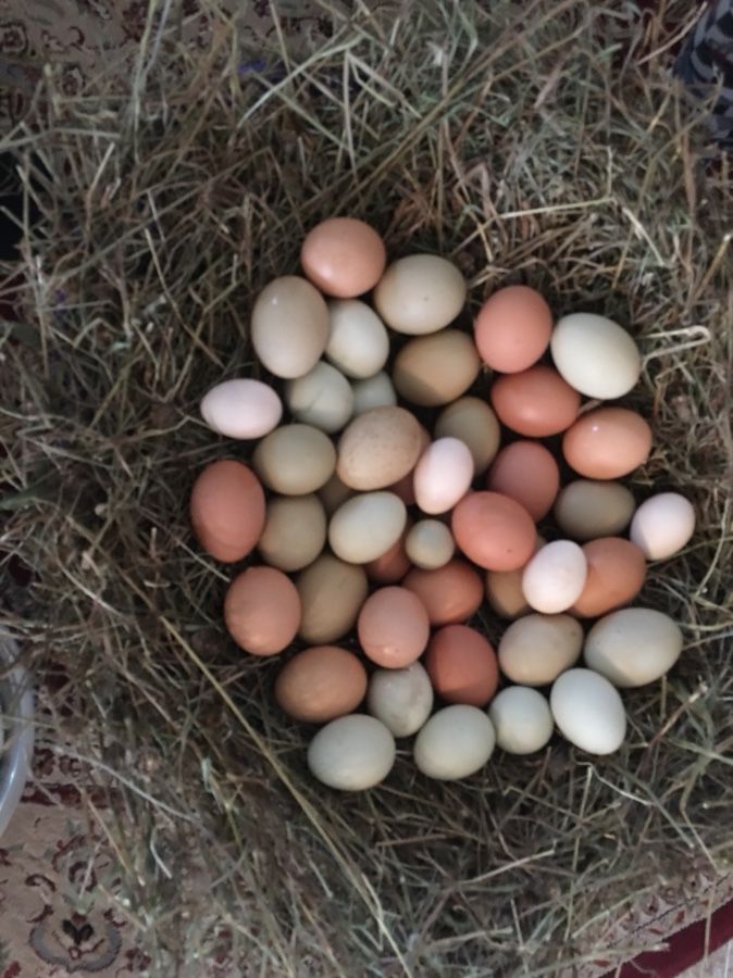 fertile chicken eggs 12 for $10 1 dozen