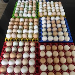 $10 Dollar 30 Packs Fresh Eggs