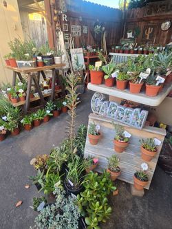 Colorful variety of succulents at lower than retail prices