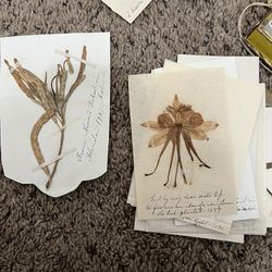 Pressed Flowers From Early 1900s