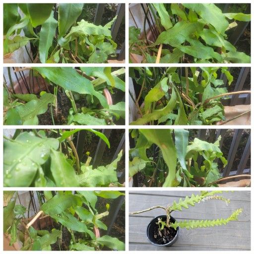 Huge night blooming cereus plant abt 6'  in big 15"pot in beautiful metal trellis with free zigzag
