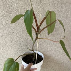 Beautiful Philodendron Red Emerald Plant 6’pot