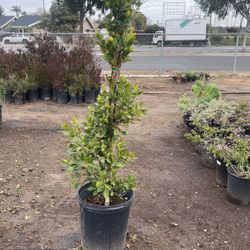 Ficus