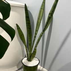 Snake Plant 