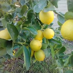 Organic Persian Limes Limon Grande Sin Pesticidas