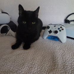 Electronics XBOX AND META QUEST