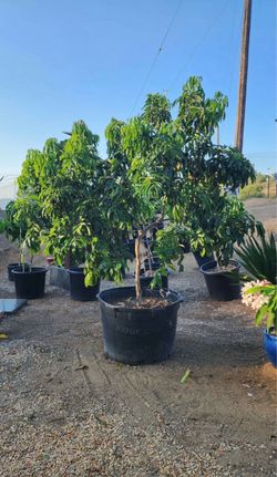 Gorgeous Lychee specimen for sale