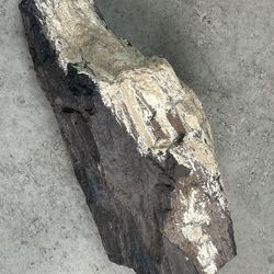 LG Petrified Wood Stone - Natural  Home Decor/Collectors Piece