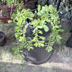 Trailing Jade Succulent