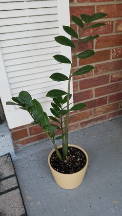 Zamioculcas Zamiifolia (ZZ Plant)