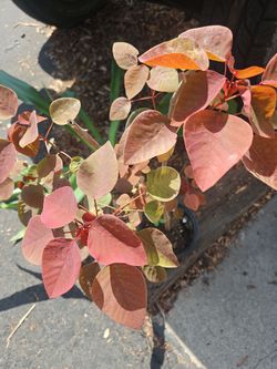 Red Sucklents trees