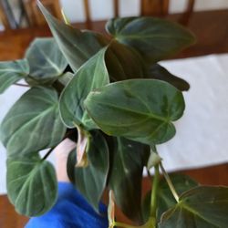 🌿Philodendron Micans(Indoor Plant)💚🌸