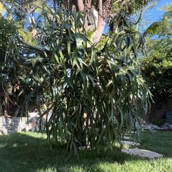 Staghorn fern (5’x5’)