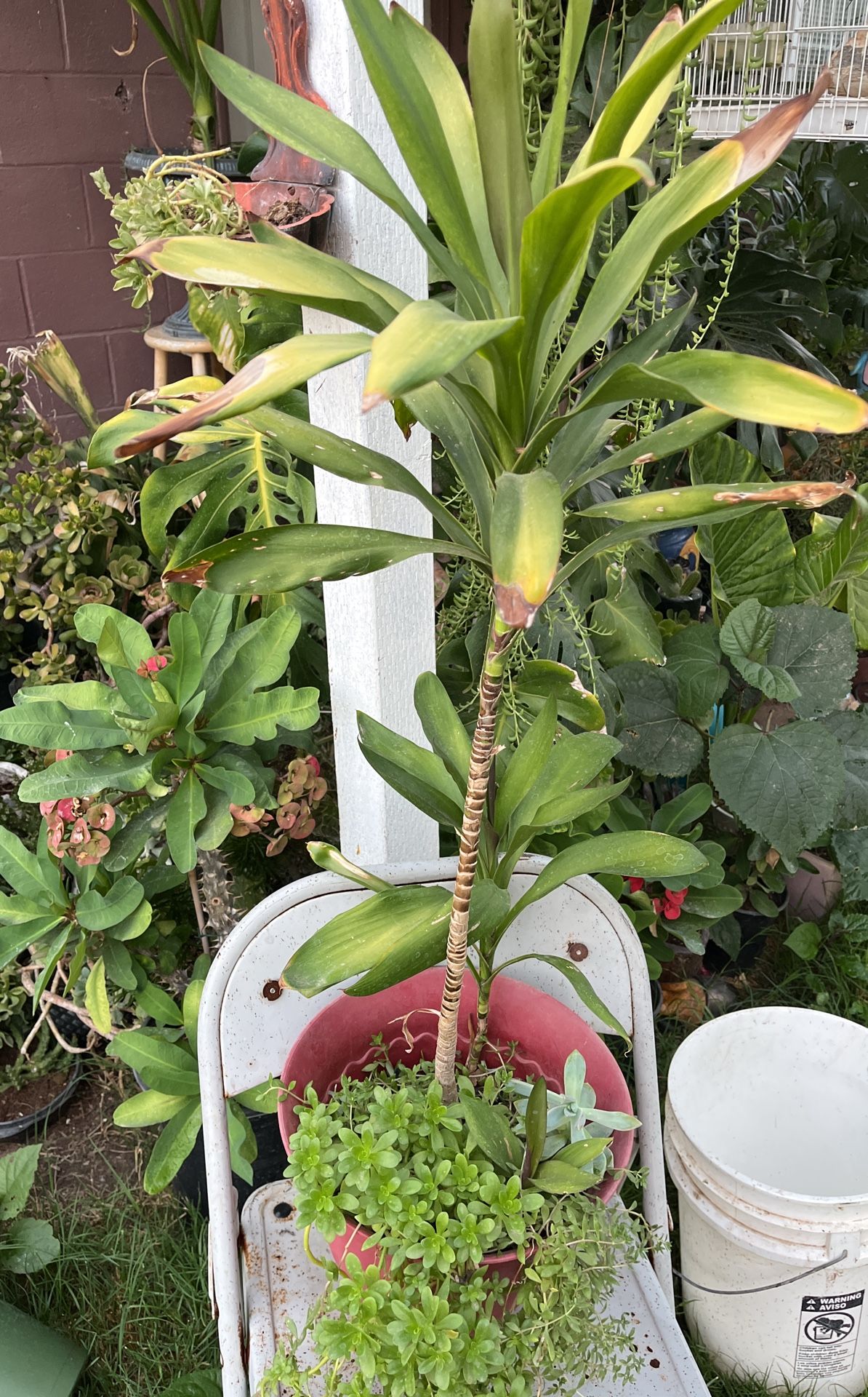 Planta