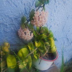 Hoya lovers , Plant parent Special for sale Pink flower clusters