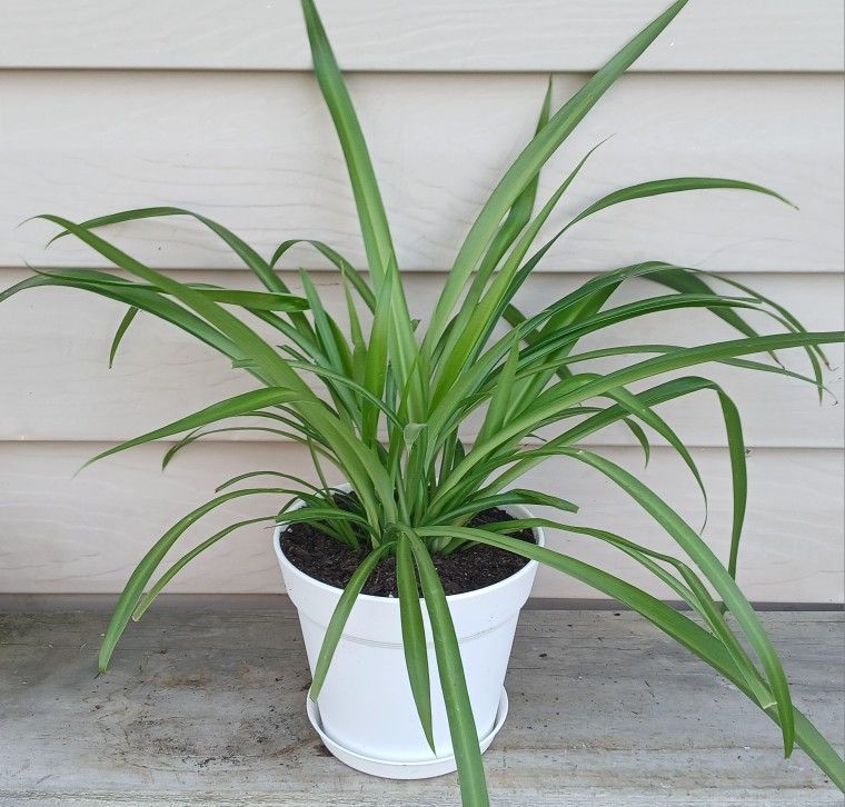 Spider Plant 🪴