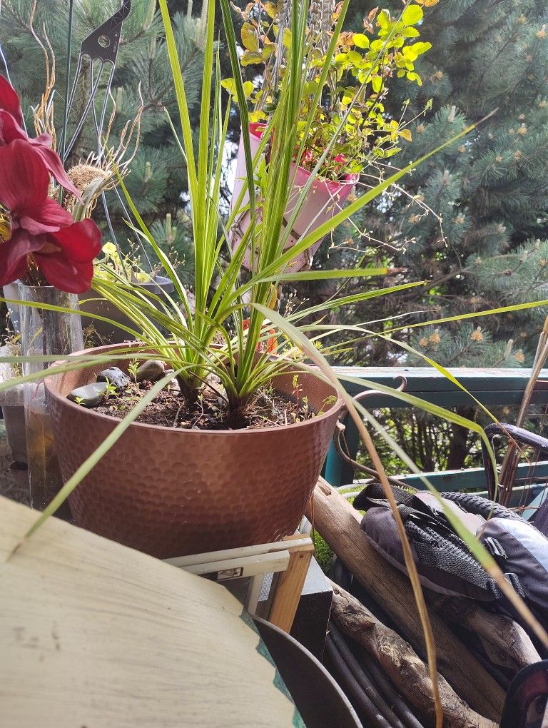 Lot Of Gardening Stuff