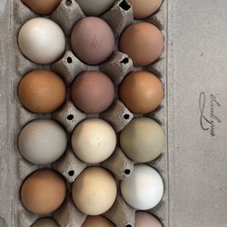 Pasture Raised Eggs ( Freshly Picked Daily)