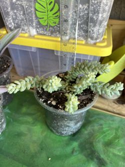Burro’s Tail/Donkey ‘s Tail Starter