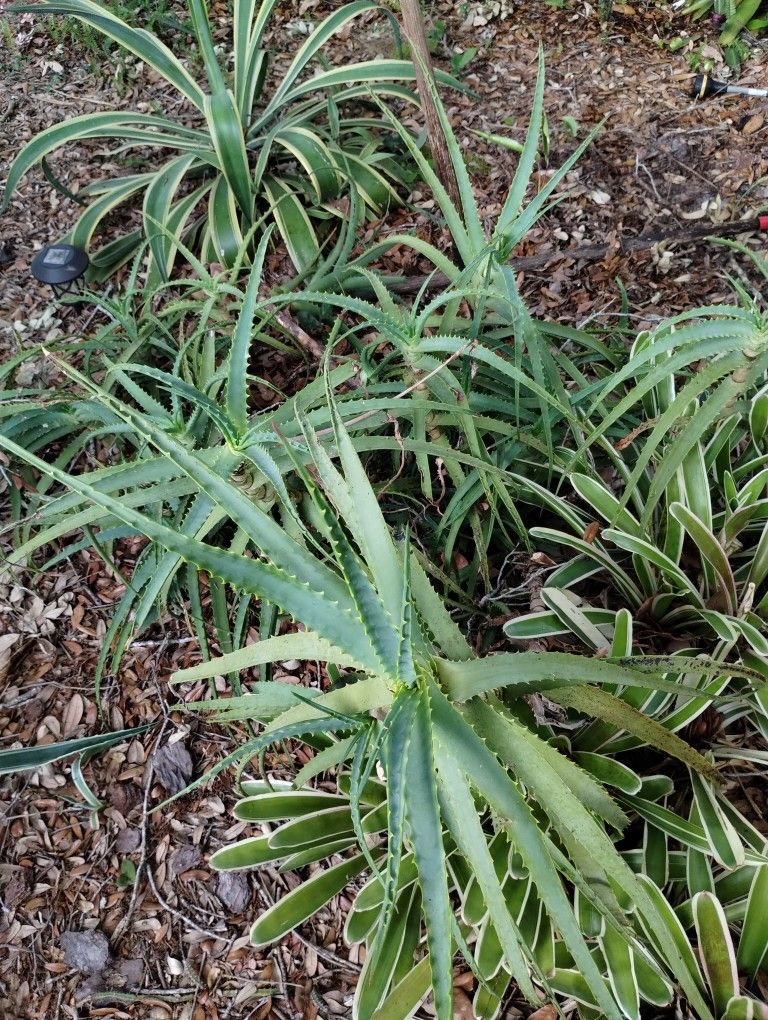 Aloe variety 6 years growth