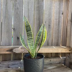 Indoor Mother-in-Law Or Snake Plant