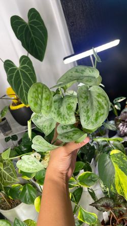 Scindapsus No ID rare