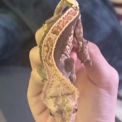 Male Crested Gecko 