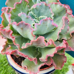 Rare Echeveria Dick Wright bonsai old trunk Live Rooted , get 2 free succulent cuttings 