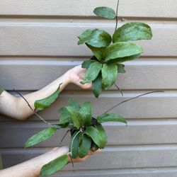 4” hoya rigida
