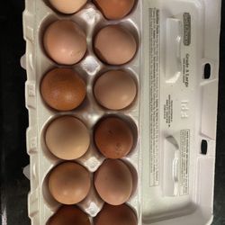 Fresh Eggs
