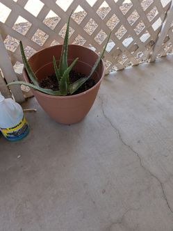 Aloe ( extra large pot )