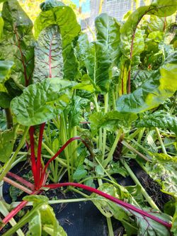 Fresh Organic Swiss Chard