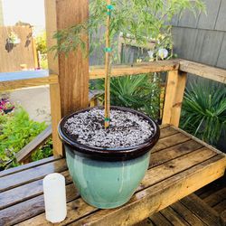 Live outdoor Viridis Laceleaf Japanese Maple tree plant in a ceramic planter pot—firm price