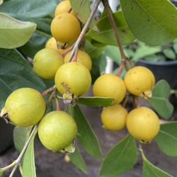 5 Gallon Size- Lemon Guava Trees- Strawberry Guava Trees- Mango Trees- Almond Trees- Moringa Trees- Passion Fruit Vines- Persimmon Trees- Moringa Tree