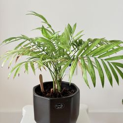 Small Indoor plants for sale