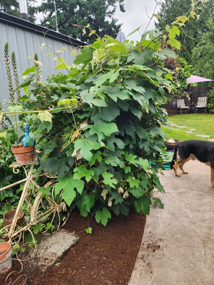 Grape vine, very old and produces yummy green grapes! It has been trimmed down to about 3' x 3' x 5