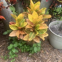Croton plant $14