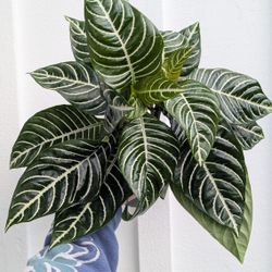 Zebra Plant 6" Pot - Indoor House Plants 
