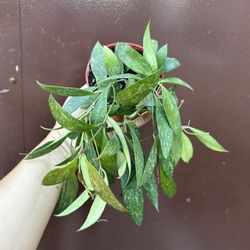 4” Trailing Hoya Memoria