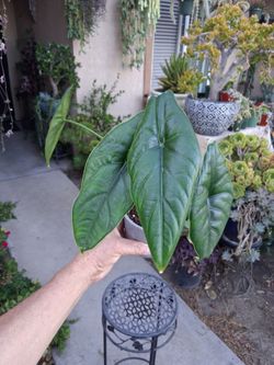 RARE. Alocasia Puncak Borneensis Plant $28