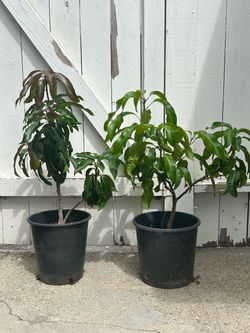 Mango tree / Arbol de Mango